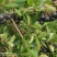 24年新货黑果腺肋花揪果辽宁野樱莓种植基地全国发货