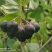 24年新货黑果腺肋花揪果辽宁野樱莓种植基地全国发货