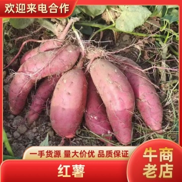 【新鲜直达】黑土地种植西瓜红红薯规格齐全货源充足