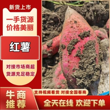 【推荐】西瓜红红薯产地一手货源价格实惠保质保量
