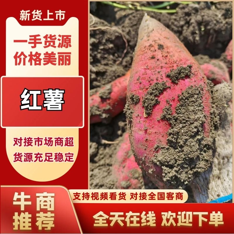 【推荐】西瓜红红薯产地一手货源价格实惠保质保量