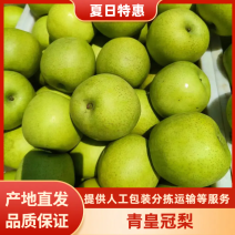 青皇冠梨精品梨产地直发保质保量对接商超市场社区团购