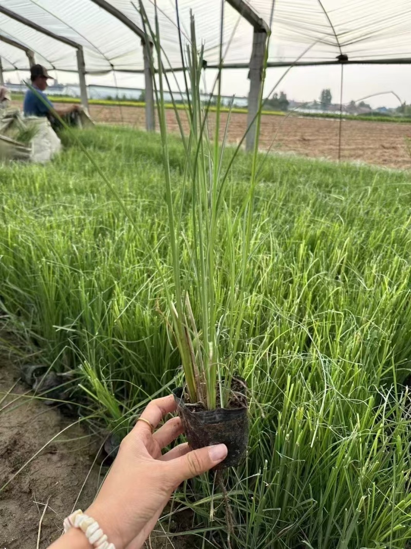 细叶芒，基地直发，价格实惠，精品细叶芒