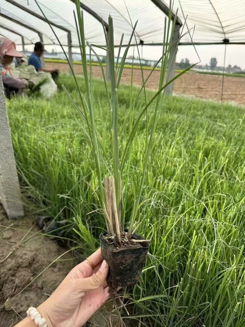 细叶芒，基地直发，价格实惠，精品细叶芒