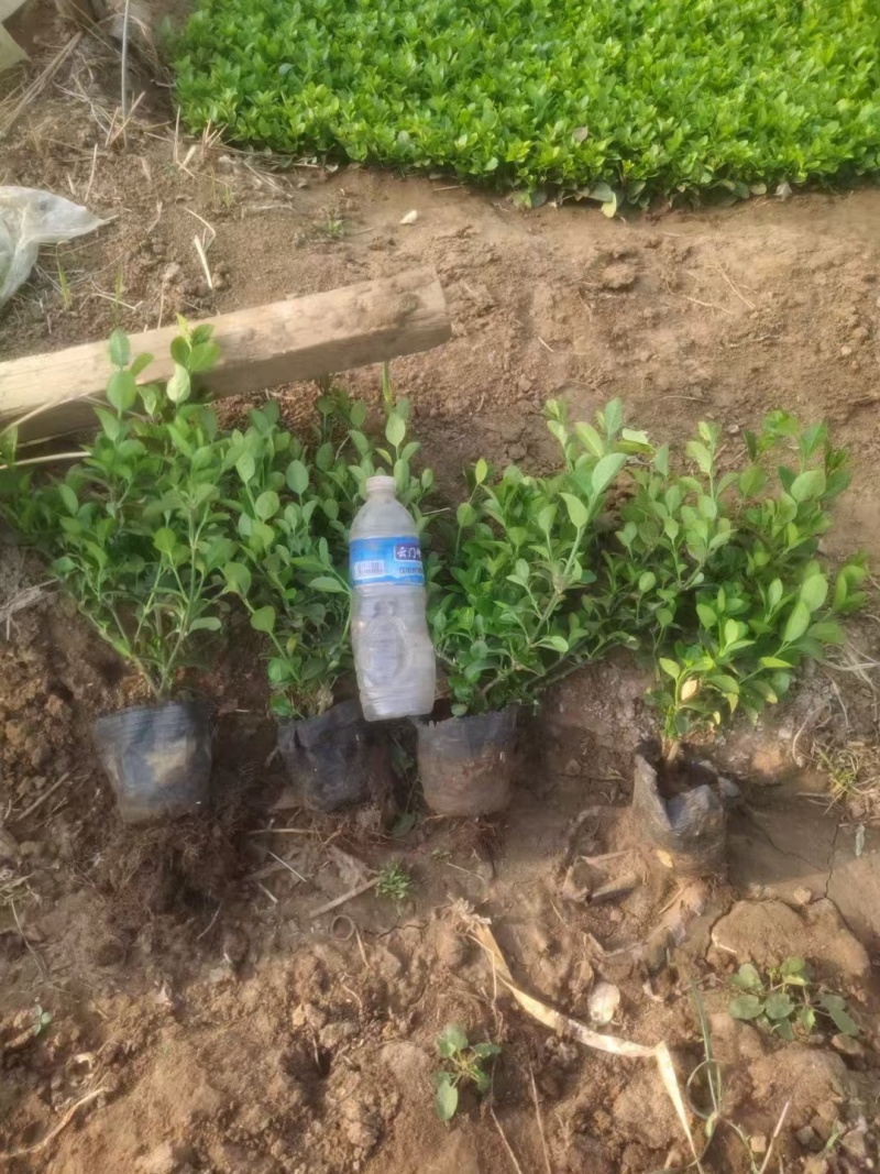 卫矛，价格实惠，基地直发，精品苗木