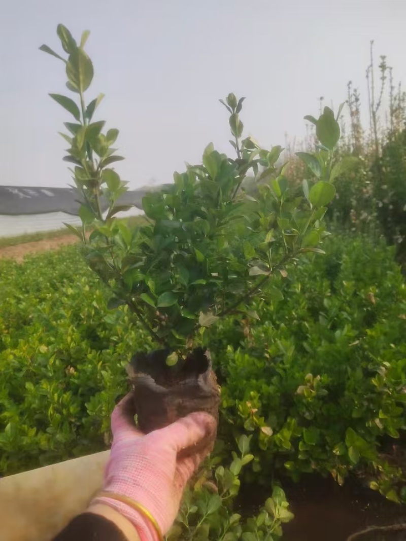卫矛，价格实惠，基地直发，精品苗木