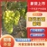【热卖】葡萄精品陕西阳光玫瑰新鲜上市现摘现发量大从优