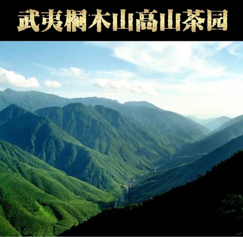 武夷山桐木金骏眉茶叶花香蜜香武夷红茶正山500gPVC