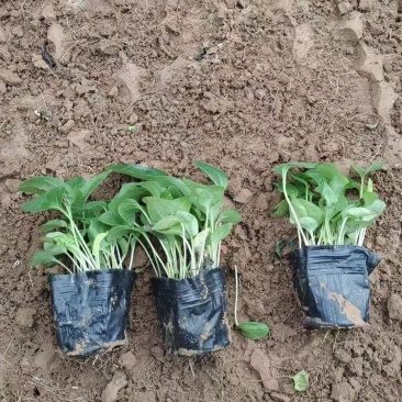 松果菊,精品苗木,价格实惠基地直发