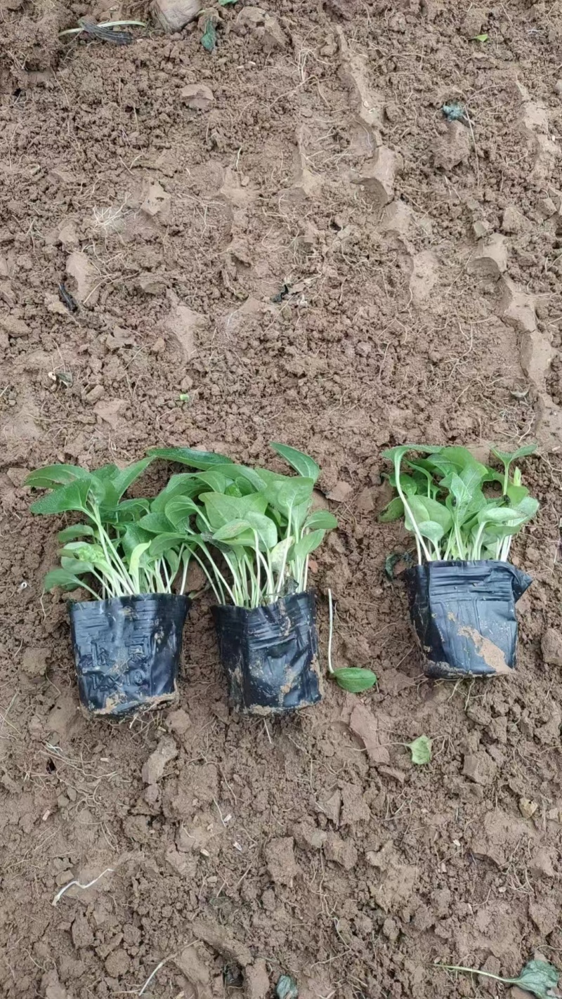 松果菊，精品苗木，价格实惠基地直发