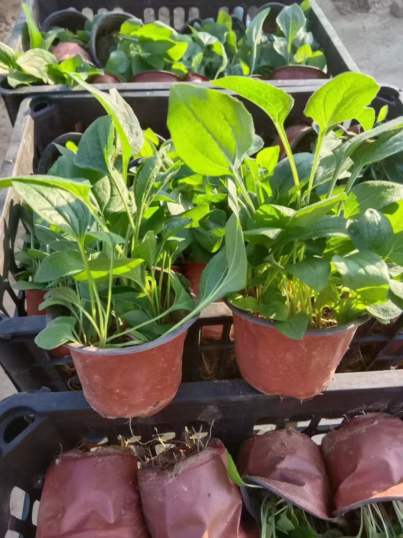 松果菊，精品苗木，价格实惠基地直发