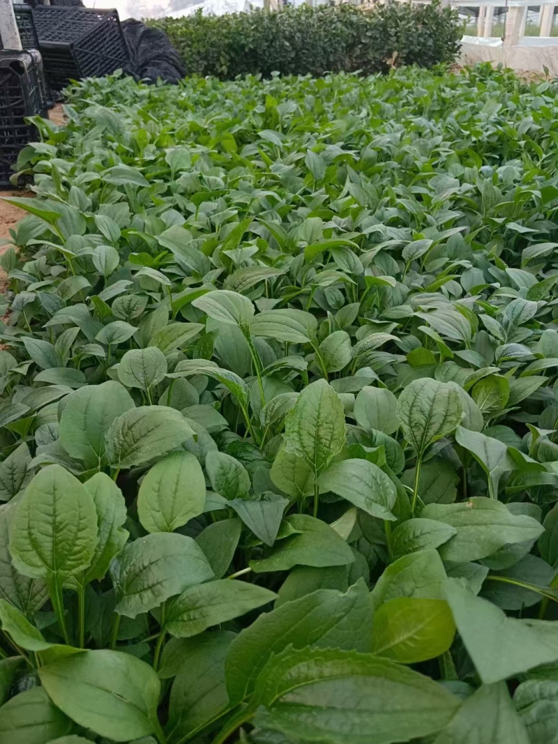 松果菊，精品苗木，价格实惠基地直发