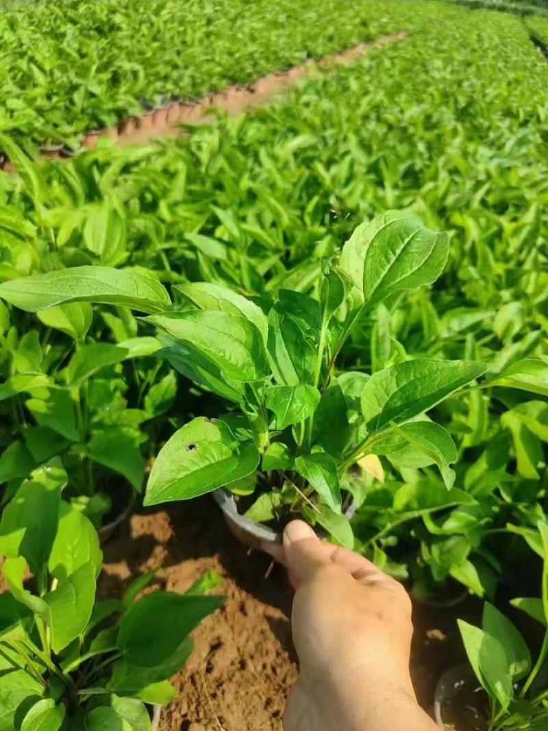 松果菊，精品苗木，价格实惠基地直发