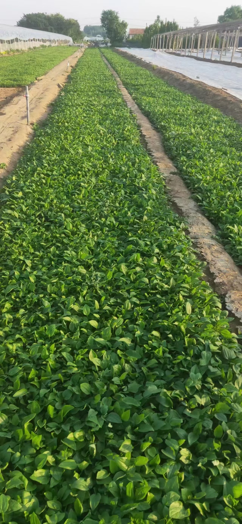 松果菊，精品苗木，价格实惠基地直发