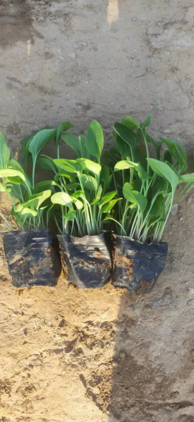 松果菊，精品苗木，价格实惠基地直发