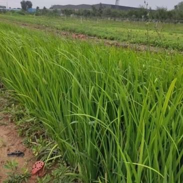 水生鸢尾,价格实惠,精品苗木