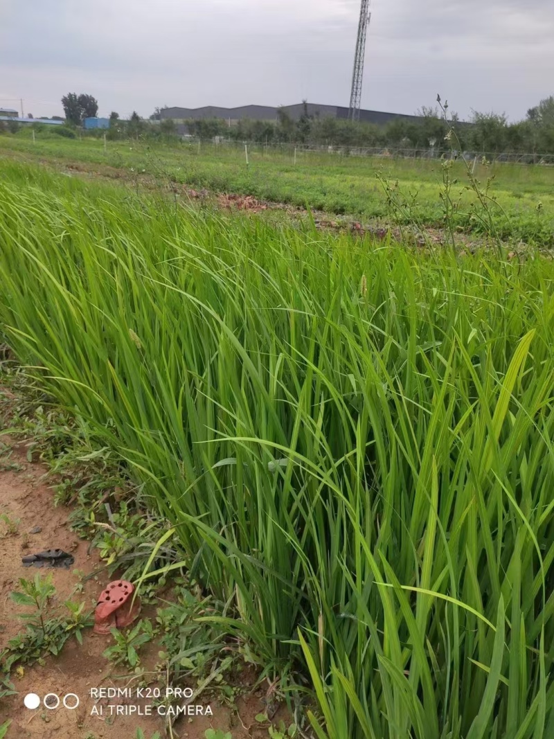 水生鸢尾，价格实惠，精品苗木