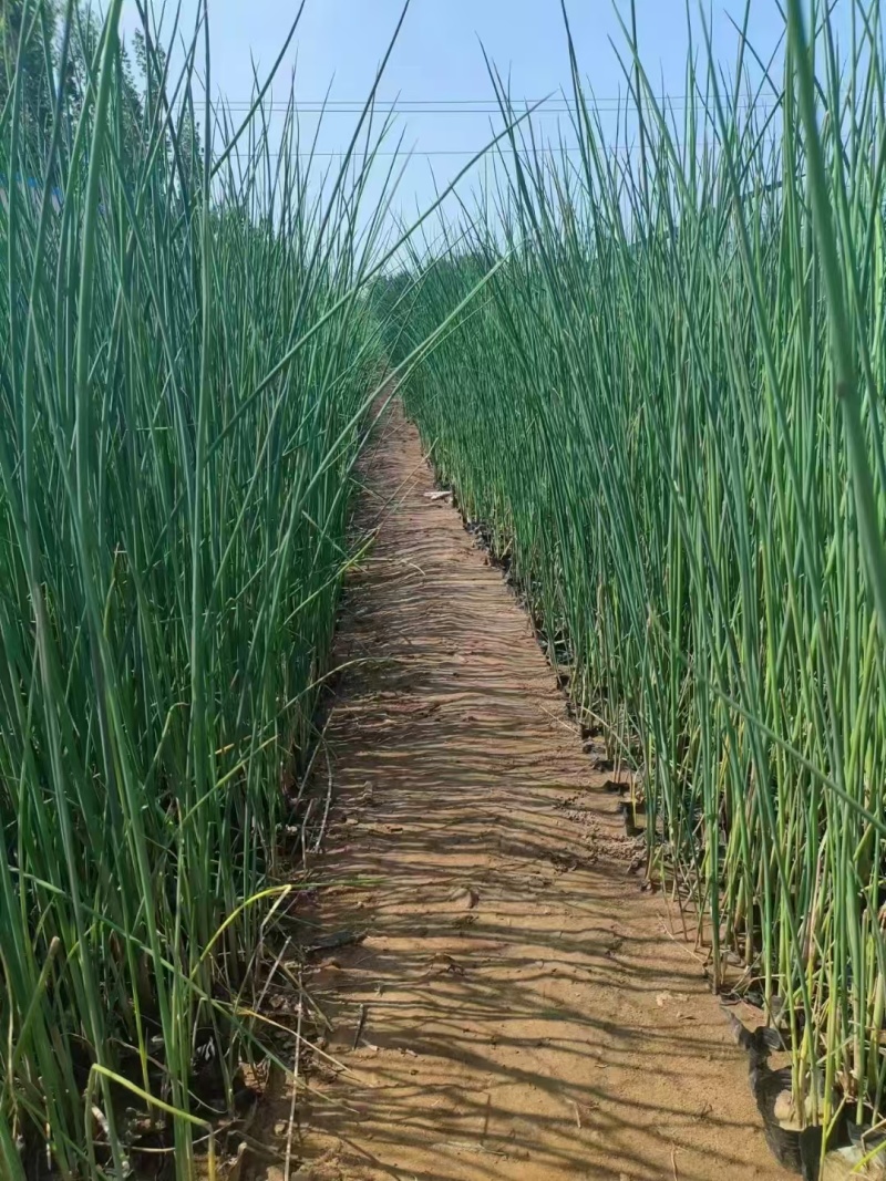水葱，精品苗木，一手货源价格实惠