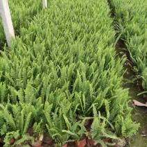 肾蕨，价格实惠，一手货源