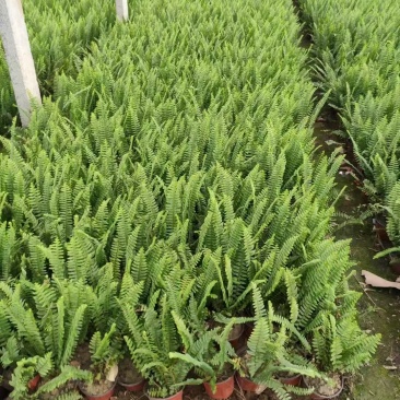 肾蕨,价格实惠,一手货源