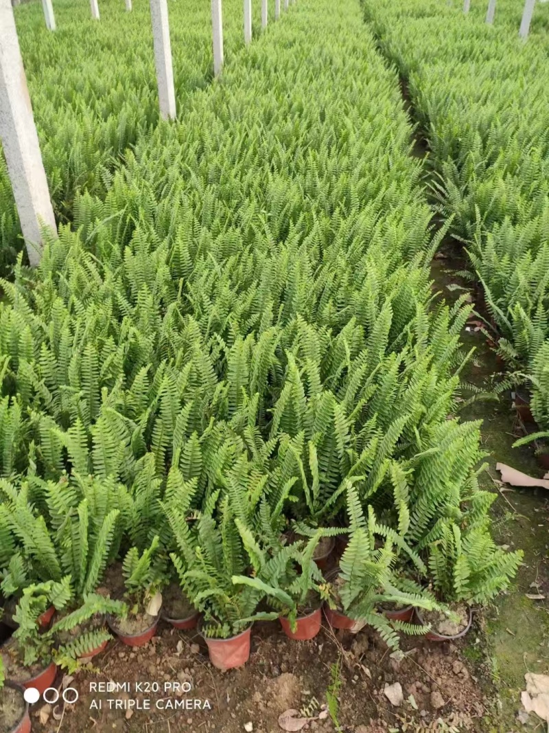 肾蕨，价格实惠，一手货源