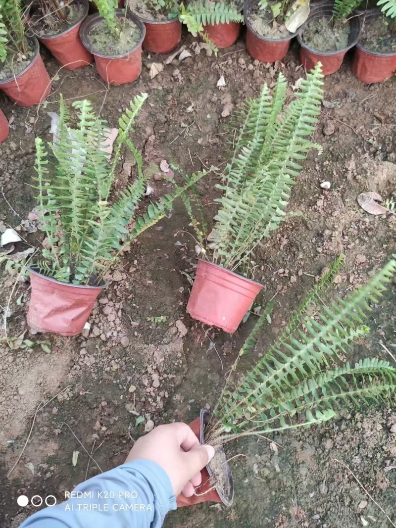 肾蕨，价格实惠，一手货源