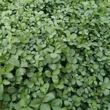 蛇莓,基地直发,精品苗木,价格实惠