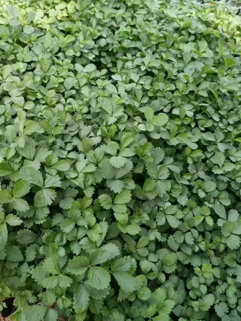 蛇莓，基地直发，精品苗木，价格实惠