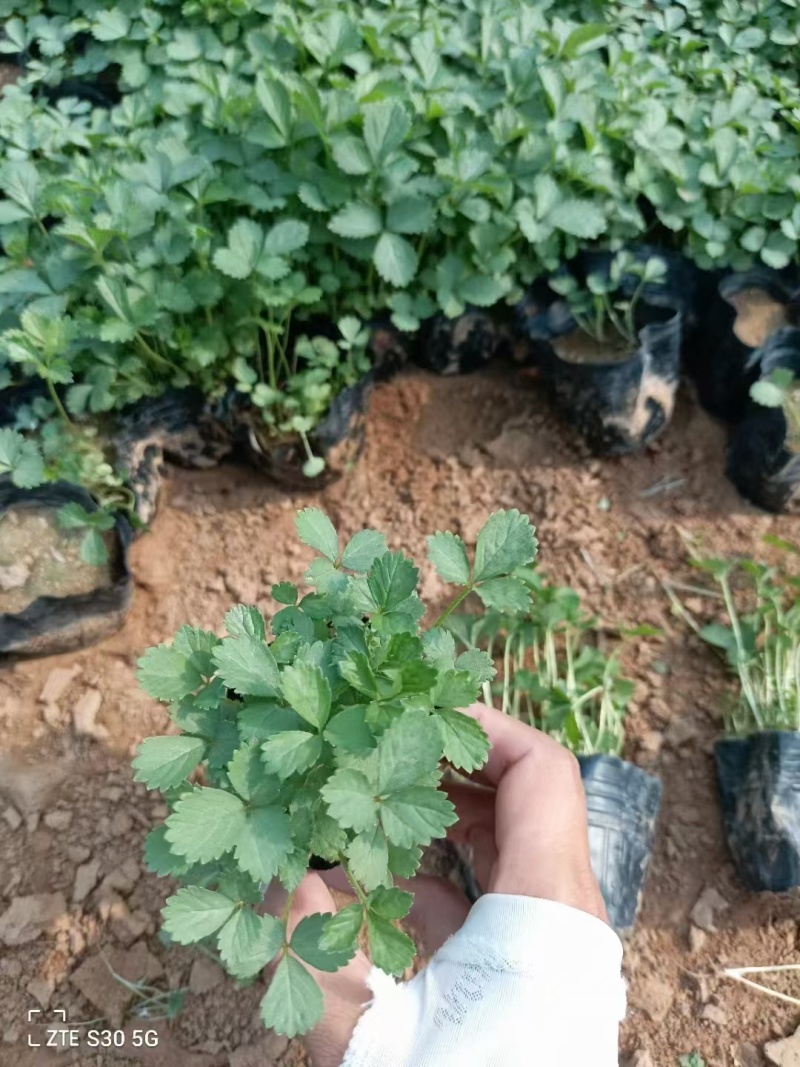 蛇莓，基地直发，精品苗木，价格实惠