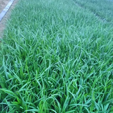 蛇鞭菊,精品苗木,价格实惠精品蛇鞭菊