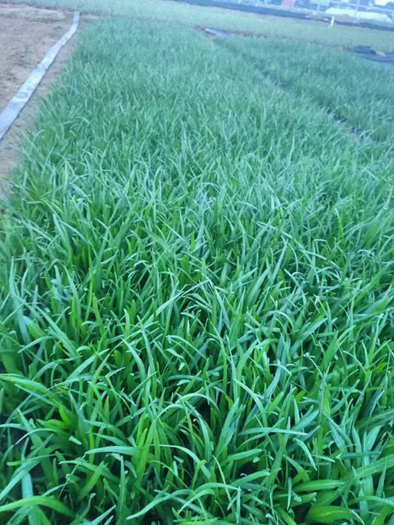 蛇鞭菊，精品苗木，价格实惠精品蛇鞭菊