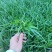 蛇鞭菊,精品苗木,价格实惠精品蛇鞭菊