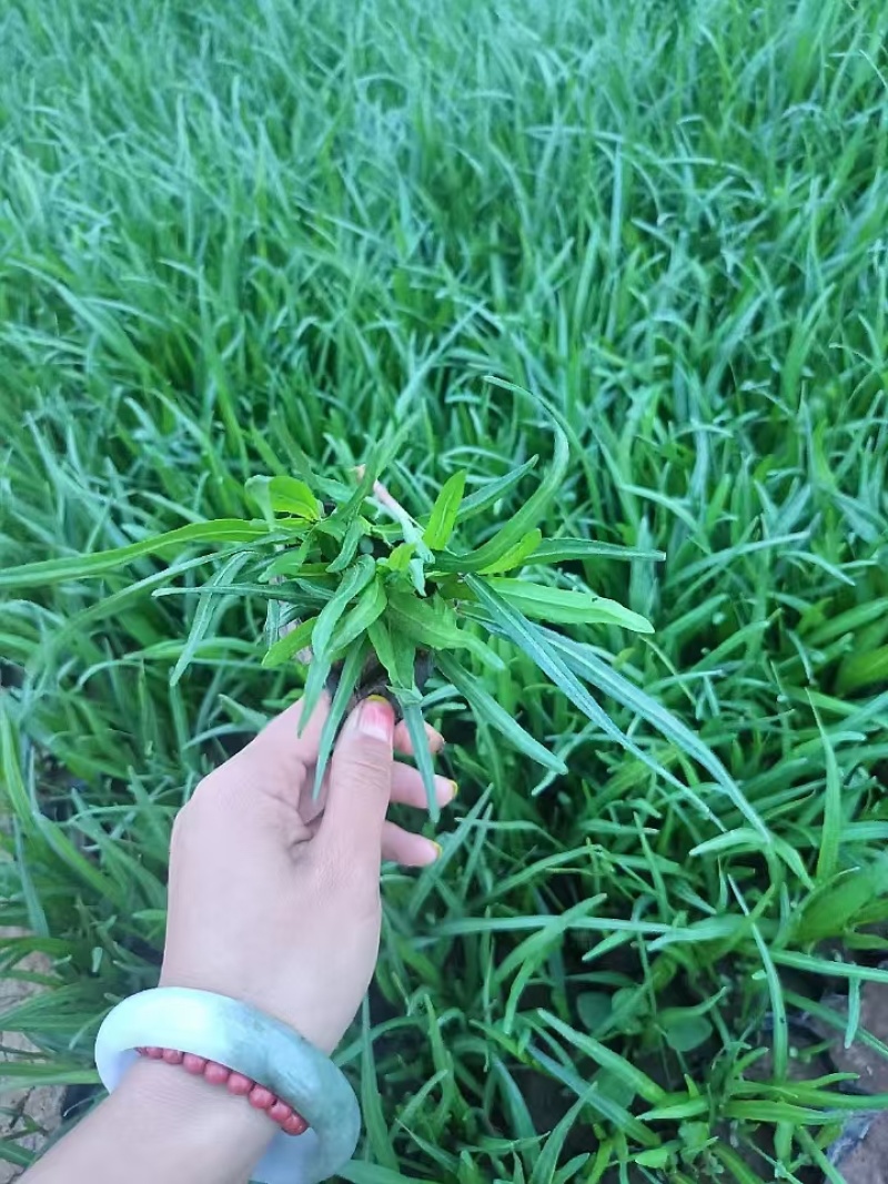 蛇鞭菊，精品苗木，价格实惠精品蛇鞭菊