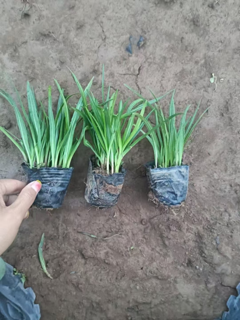 蛇鞭菊，精品苗木，价格实惠精品蛇鞭菊