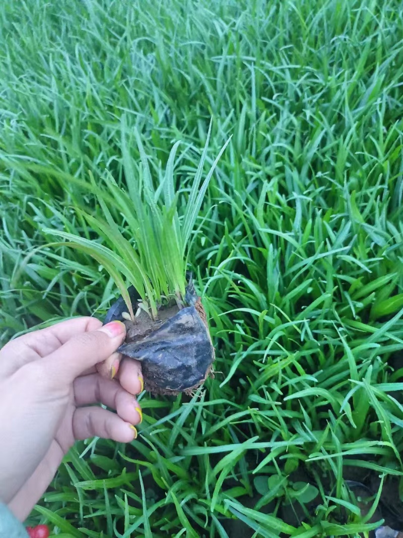 蛇鞭菊，精品苗木，价格实惠精品蛇鞭菊