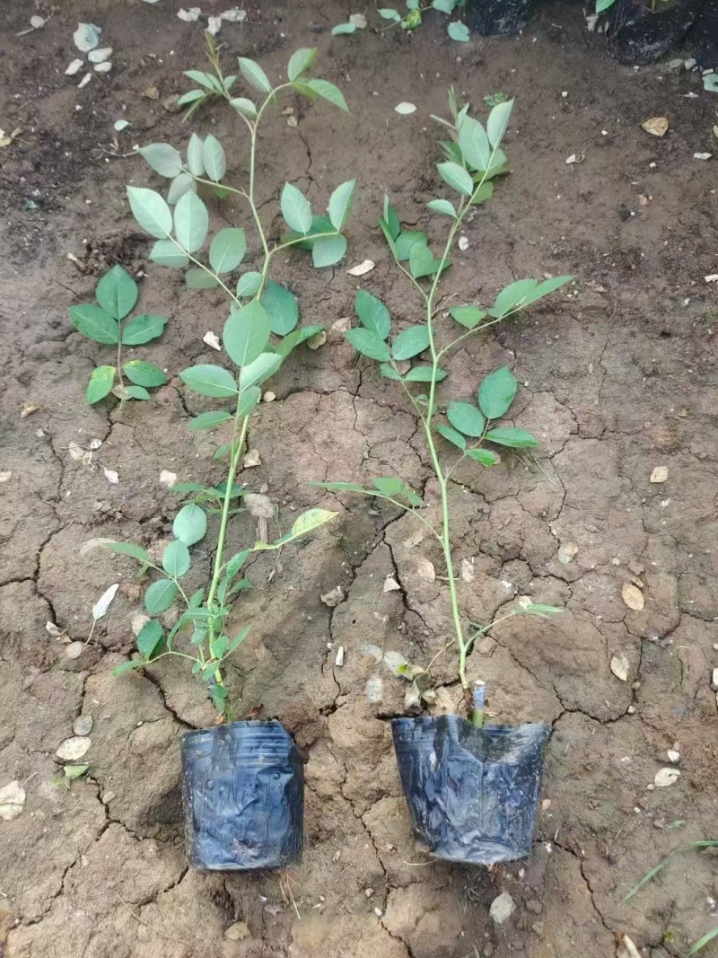 蔷薇，精品蔷薇，价格实惠，基地直发