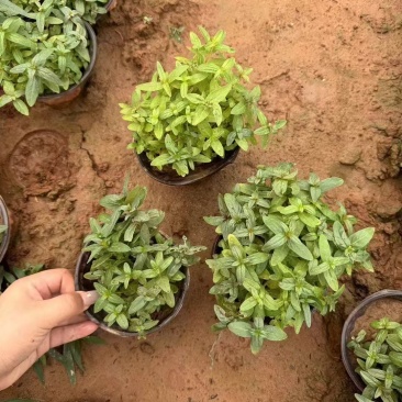 千屈菜,基地直发,精品千屈菜,价格实惠