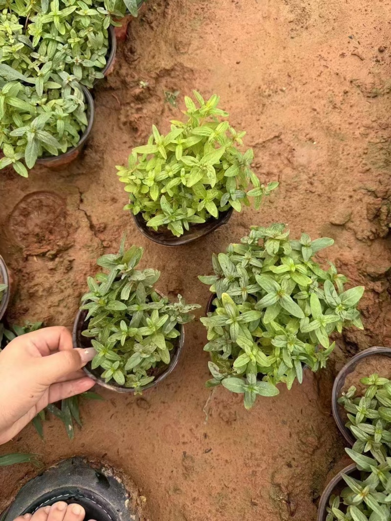 千屈菜，基地直发，精品千屈菜，价格实惠