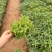 千屈菜,基地直发,精品千屈菜,价格实惠