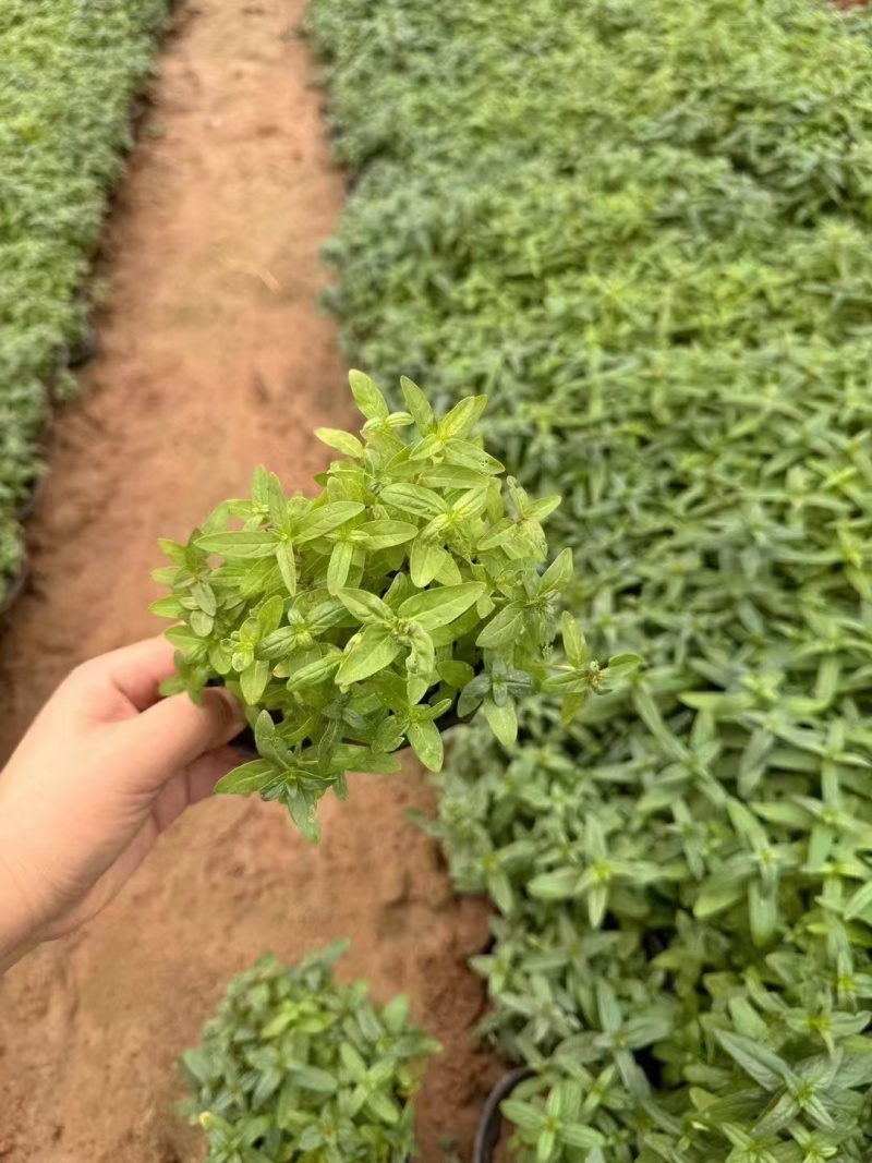 千屈菜，基地直发，精品千屈菜，价格实惠