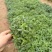 千屈菜,基地直发,精品千屈菜,价格实惠