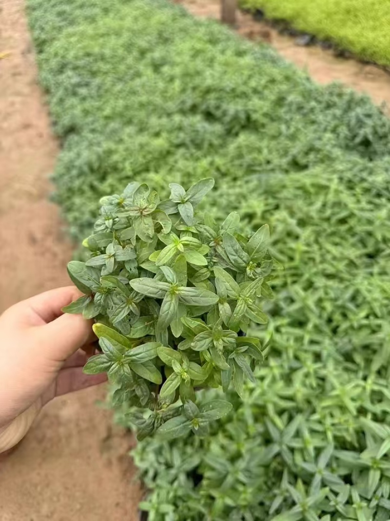 千屈菜，基地直发，精品千屈菜，价格实惠