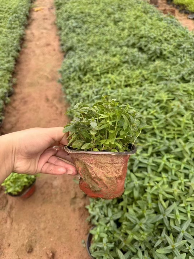 千屈菜，基地直发，精品千屈菜，价格实惠