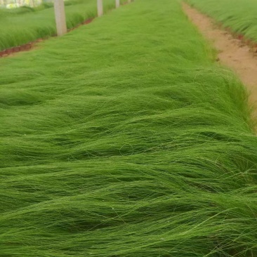 墨西哥羽毛草，基地直发，价格实惠