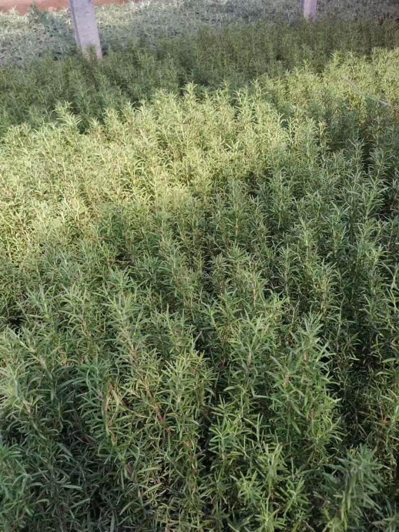 迷迭香，精品苗木，价格实惠
