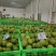 【推荐】精品红心柚翡翠柚产地直发价格优惠一件代发包邮