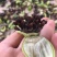 百部种子