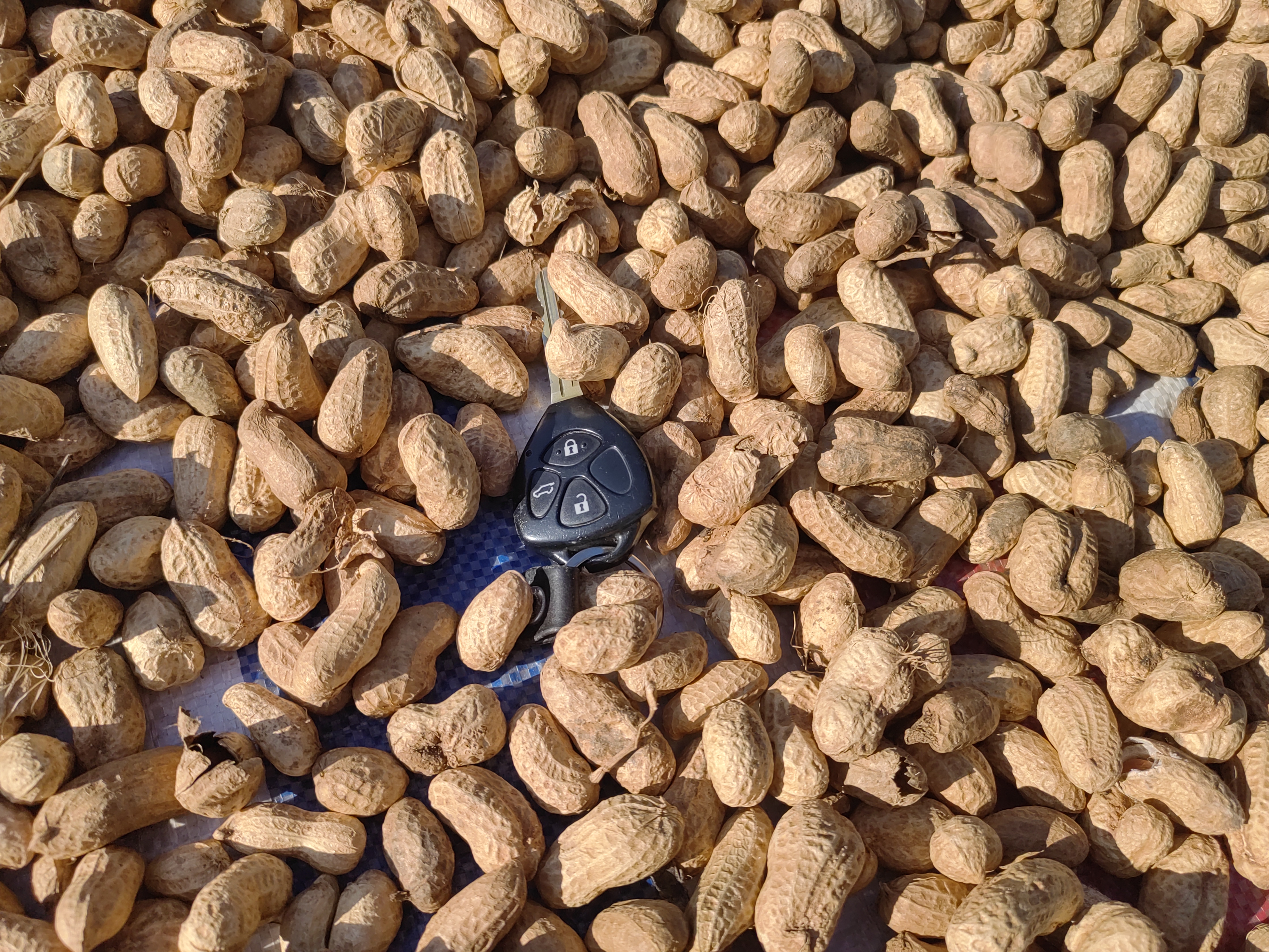 中国主要花生种植区域及2025年推荐播种时间分布 花生种植区域分布图