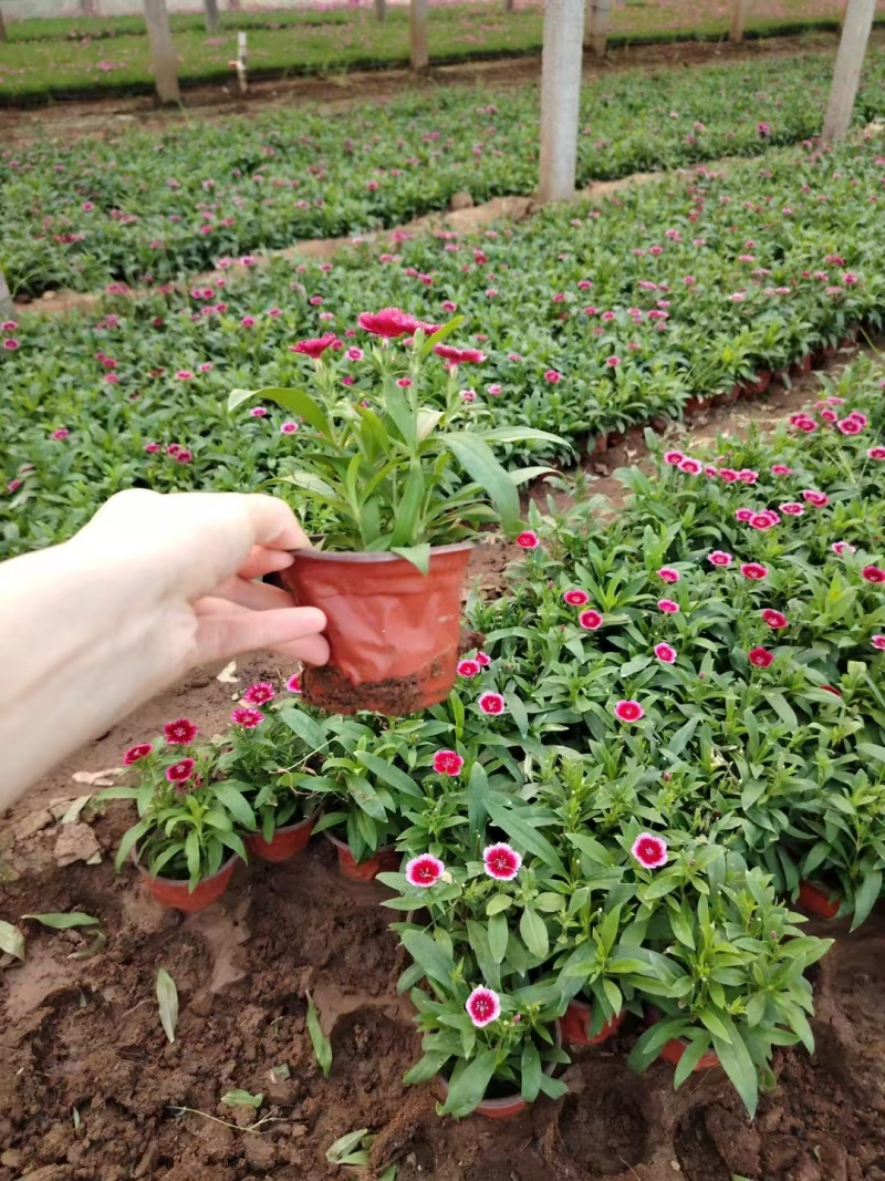 美国石竹，精品苗木，基地直发，价格实惠