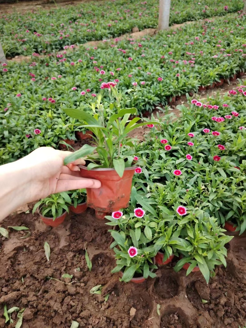 美国石竹，精品苗木，基地直发，价格实惠